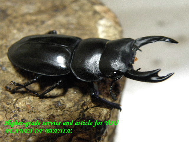 超希少！11/20天然ビキヌス(フッケン)コクワ♂41mm♀33mmペア - PLANET OF BEETLE