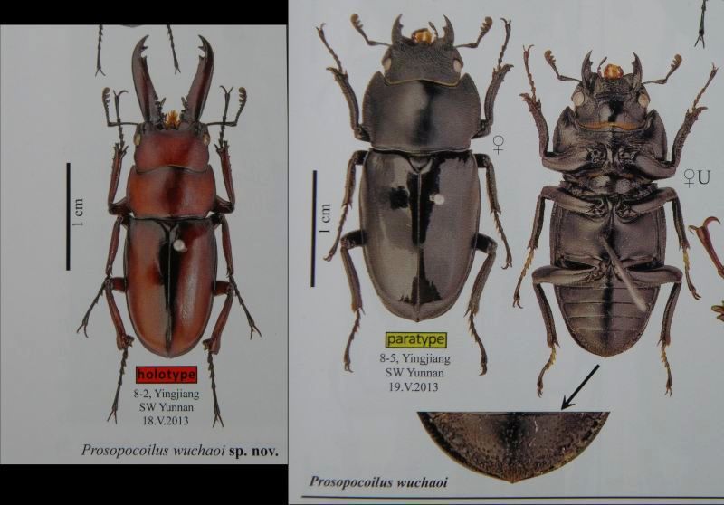 铜壁关産！8/14天然ウーチャオノコギリ♂38mm♀18mmペア - PLANET OF BEETLE