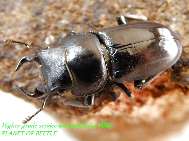 9/21天童山産天然ドルクスビキヌス （天童大鍬）♂29mm♀24mmペア - PLANET OF BEETLE