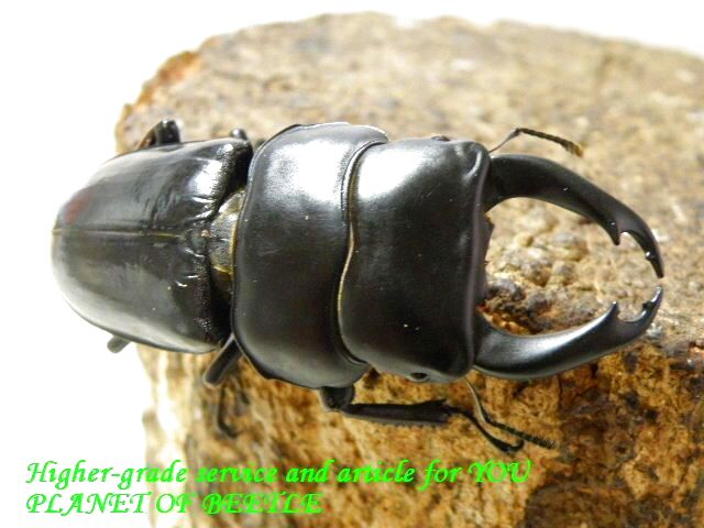 11/8雲南！希少天然ドルクス ノセ♂57mm♀24mm完品ペア - PLANET OF BEETLE