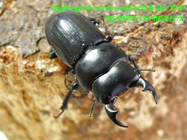 11/8雲南！希少天然ドルクス ノセ♂32mm♀26mmサービスペア - PLANET OF BEETLE