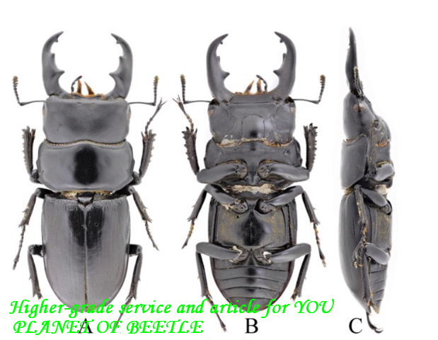 1/26四川！希少天然ドルクス メンシウスssp♂25mm♀20mm完品ペア - PLANET OF BEETLE