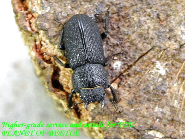 1/26四川！希少天然ドルクス メンシウスssp♂25mm♀20mm完品ペア - PLANET OF BEETLE