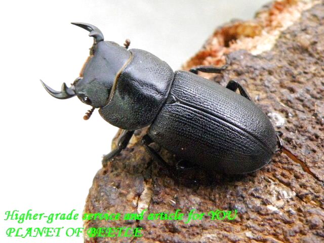 1/26四川！希少天然ドルクス メンシウスssp♂25mm♀20mm完品ペア - PLANET OF BEETLE