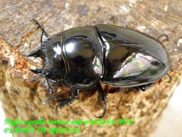 12/18南西Ediki Mbonge産天然レギウス♂80mm♀47mm完品ペア - PLANET OF BEETLE