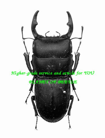 歩行採集・12/22希少！天然広西ドルクス カツラssp♂26mm♀26mm完品ペア - PLANET OF BEETLE