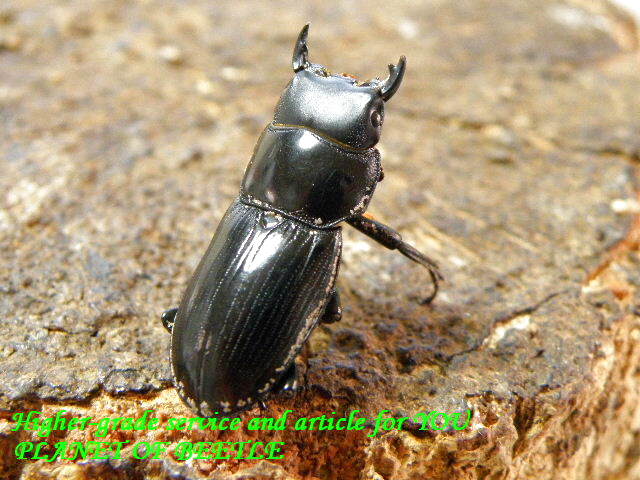 歩行採集・12/22希少！天然広西ドルクス カツラssp♂26mm♀26mm完品ペア - PLANET OF BEETLE