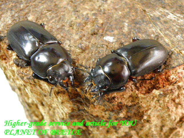 6/18貴重なチェンペン！D.ルブロフェモラトゥス チェンペン♂44mm♀31mm♀29mm完品トリオ - PLANET OF BEETLE