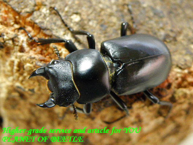 活動中です！2/14初上陸！！超希少！！ドルクス ブラナウンssp♂27mm♀29mm完品ペア - PLANET OF BEETLE