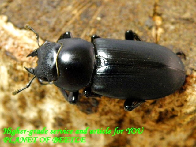 活動中です！2/14初上陸！！超希少！！ドルクス ブラナウンssp♂27mm♀29mm完品ペア - PLANET OF BEETLE