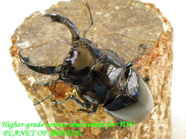 4/23南西Ediki Mbonge産天然レギウス♂80mm♀42mmペア - PLANET OF BEETLE