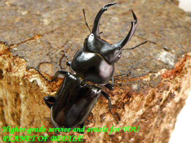 活発に活動中！2/14貴州！F1ドルクス セメノウ♂43mm♀32mm完品ペア - PLANET OF BEETLE