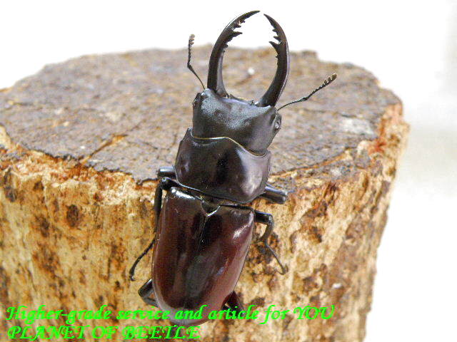 最後の1ペア！2/14初上陸！希少雲南ドルクス アロー マグダレイン♂56mm♀36mmペア - PLANET OF BEETLE