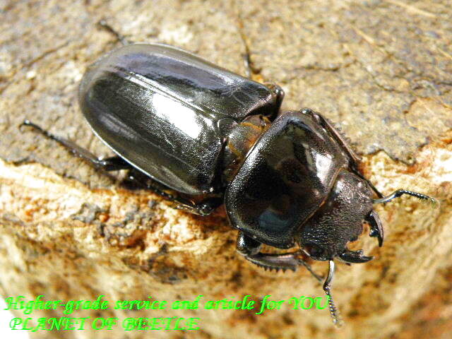 3/27希少・浙江省産！天然（Sinodorcus)ドルクス サワイ原名亜種♂44mm♀37mm♀34mmトリオ - PLANET OF BEETLE