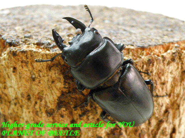 3/27希少・浙江省産！天然（Sinodorcus)ドルクス サワイ原名亜種♂44mm♀37mm♀34mmトリオ - PLANET OF BEETLE