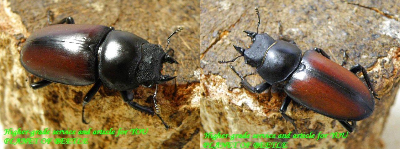 希少メトク ドンキエルssp♀40mm＋雲南マクレイ♀40mmサービス♀セット