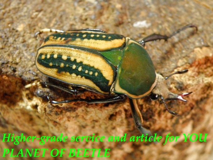 5/1FongoTongo産天然ハリスエグジミアf.haroldi♂34mm♀32mmA-ペア
