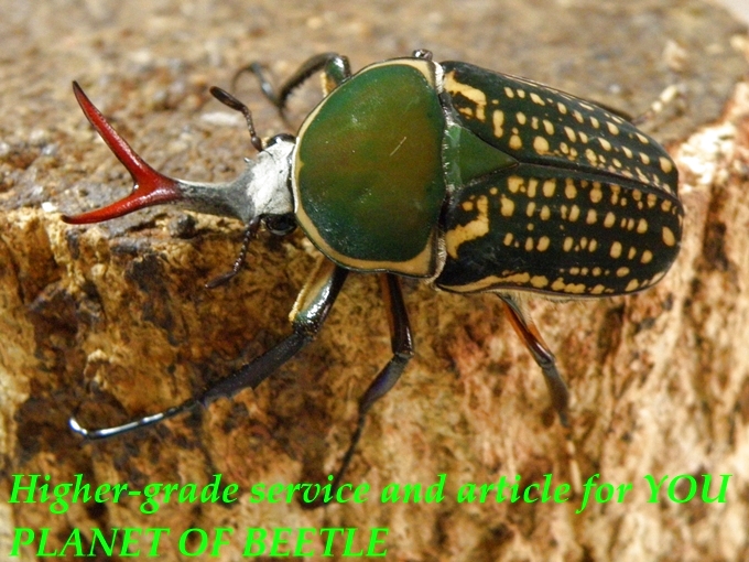 5/22Buea産天然ハリスエグジミアf.harrisi♂41mm♀31mm完品ペア