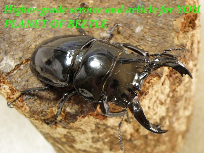 5/22南西Ediki Mbonge産天然レギウス♂65mm♀46mm完品ペア