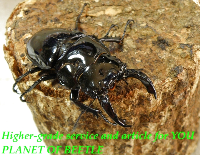 5/22南西Ediki Mbonge産天然レギウス♂65mm♀45mmペア