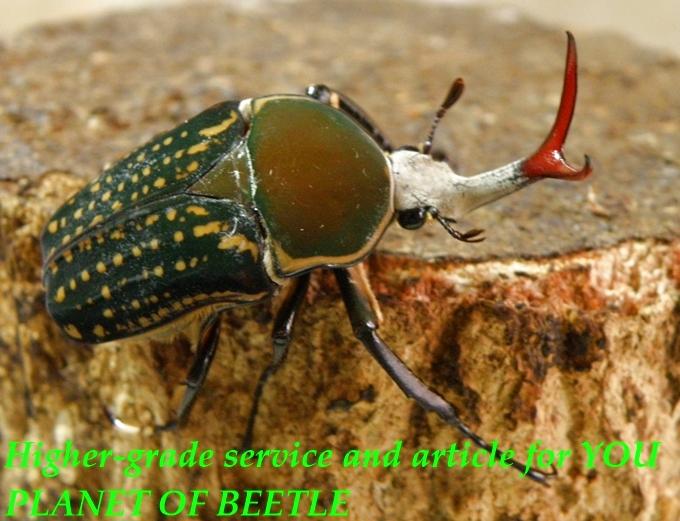 5/22Buea産天然ハリスエグジミアf.harrisi♂45mm♀31mm完品ペア