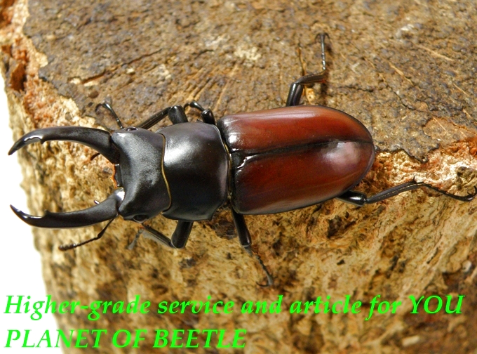 6/30メトク灯火採集！メトクマクレイ♂48mm♀36mm完品ペア