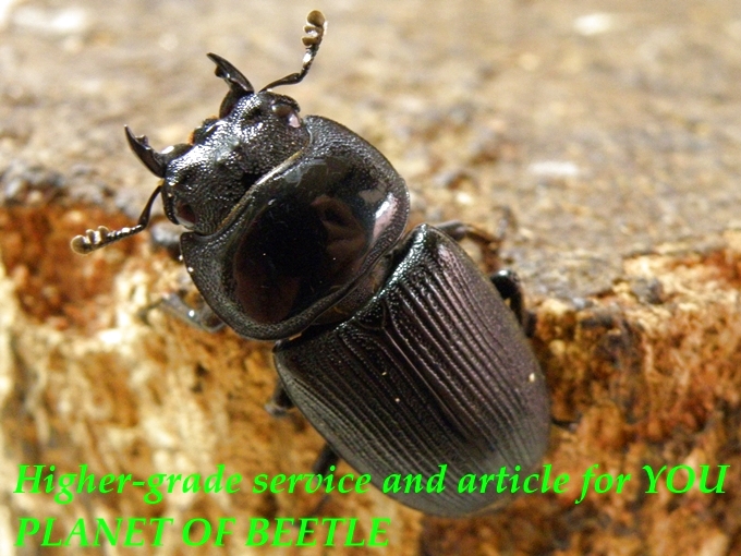 9/1〜2日雲南灯火採集！9/7天然ドルクス クルビデンス各サイズ♀単品