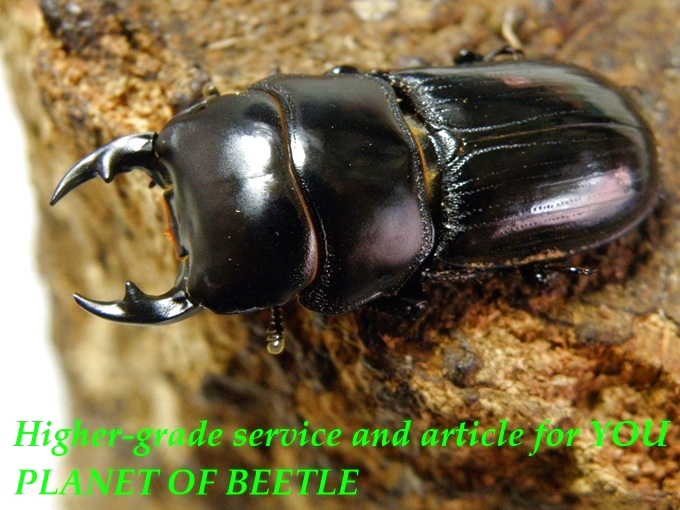 3/25希少種！雅安産天然ドルクスカツラssp♂33mm♀28mm完品ペア