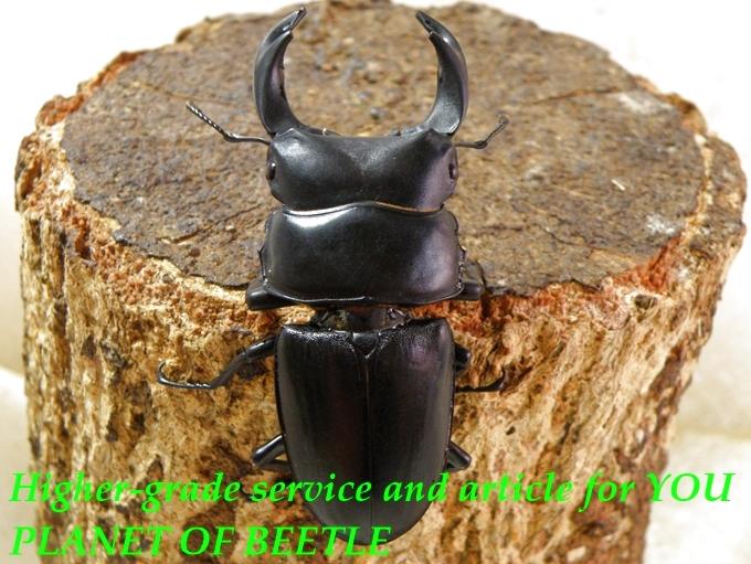 10/1希少・福建灯火採集！三明市産天然ドルクスホペイ（ホぺ）♂60mm♀30mmサービスペア