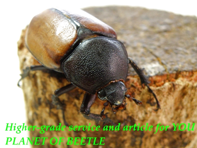 9/1〜2日雲南灯火採集！9/7天然ユウパトラス グラキリコルニス♀47mm完品・単品