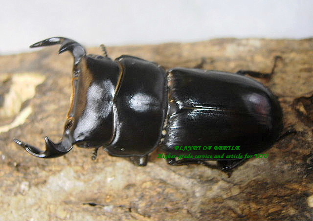 9月新着タイワン・ツノボソオオクワ♂43mm♀32mmペア - PLANET OF BEETLE