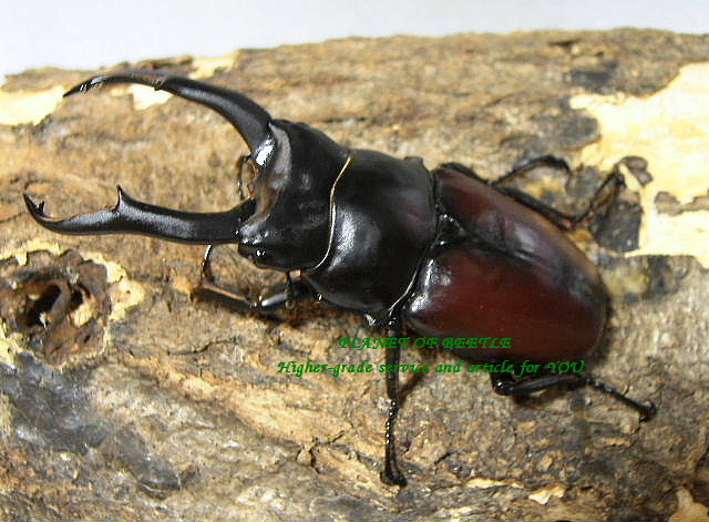 7月新着ミャンマー・ドンキエルコクワ♂76mm♀44mm♀42mmトリオ - PLANET OF BEETLE