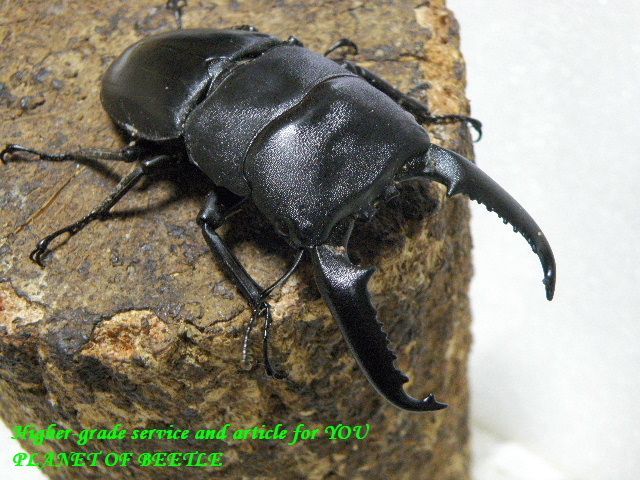 5 16天然パラワンオオヒラタ 80mm 39mm完品ペア Planet Of Beetle